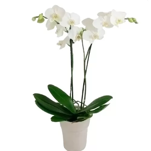 Phalaenopsis OFERTA Blanca Phalaenopsis OFERTA Blanca