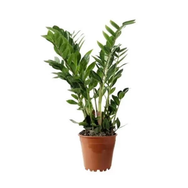 Zamioculcas Zamioculcas