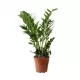 Zamioculcas Zamioculcas